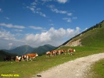 Na typickém almu - letní pastvině