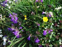 Alpská květena zdobí cestu do údolí